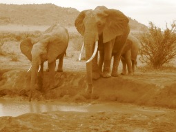 Tsavo National Park, Kenya, 2012 D.Gies